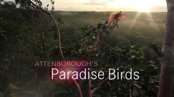 BBC纪录片《爱登堡的极乐鸟世界 / Attenborough's Paradise Birds》全集高清纪录片下载