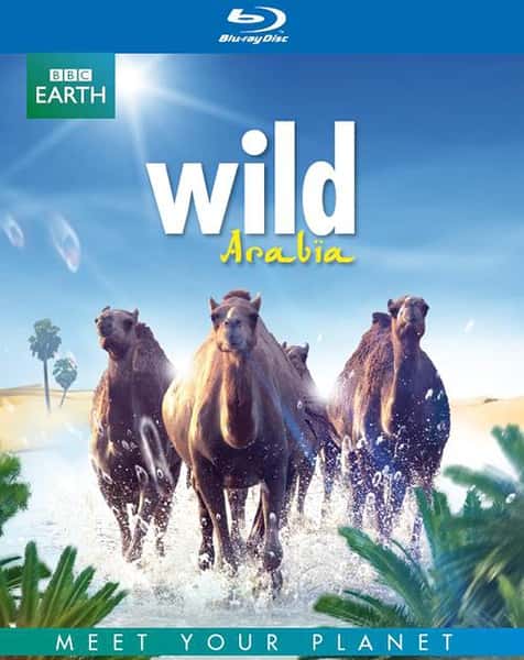 BBC纪录片《狂野阿拉伯 / Wild Arabia》-高清完整版网盘迅雷下载