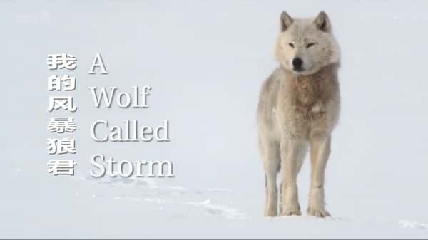 ¼ƬȻ磺֮籩 / The Natural World: A Wolf Called Storm-Ѹ