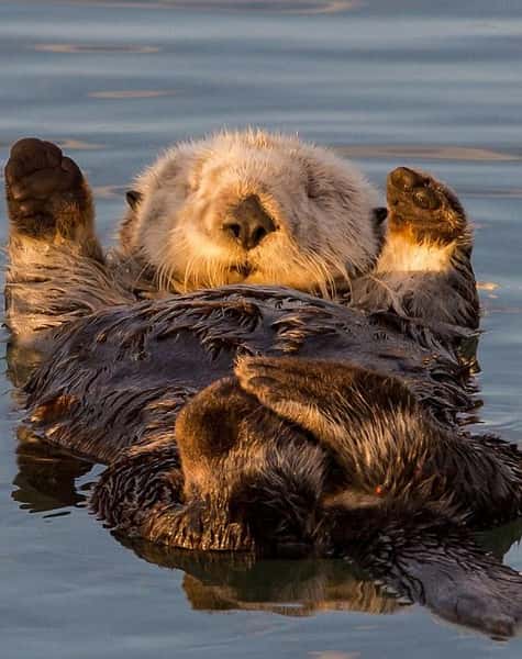 ¼Ƭ̡İ򱦱 / Sea Otters: A Million Dollar Baby-Ѹ