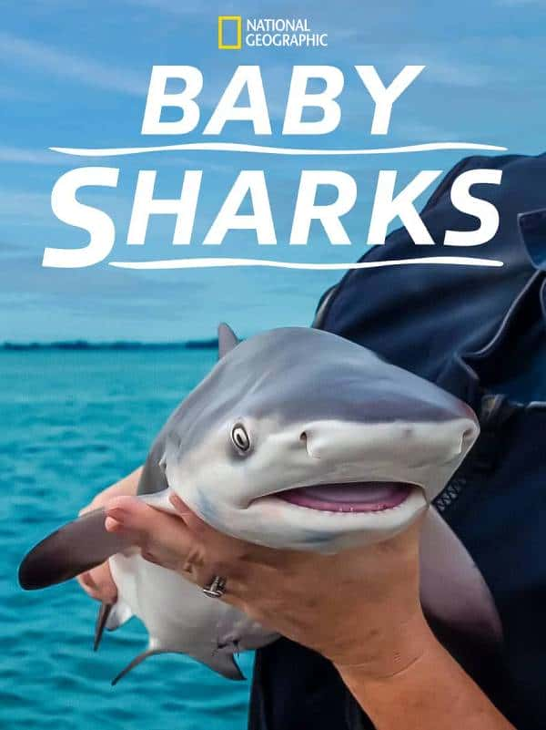 [ҵ][Ȼ]¼Ƭ㱦ɳ / Baby Sharks-Ѹ