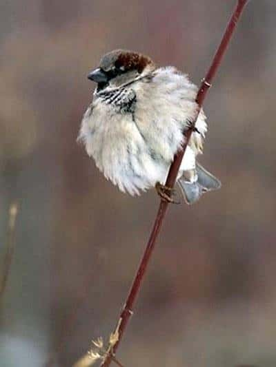 ¼Ƭϵȸ / Planet Sparrow-Ѹ