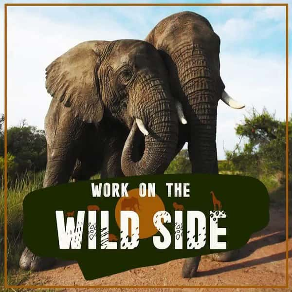 ¼ƬҰӪ һ / Work on the Wild Side Season 1-Ѹ