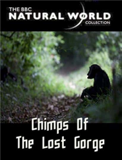 ¼ƬʧϿȵĺ / The Natural World: Chimps of the Lost Gorge-Ѹ