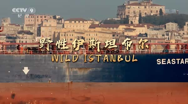 ¼ƬҰ˹̹ / Wild Istanbul-Ѹ