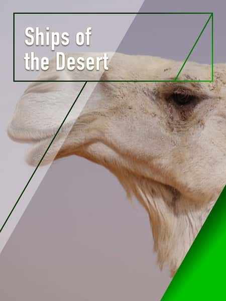 ¼ƬɳĮ֮ / Ships of the Desert-Ѹ