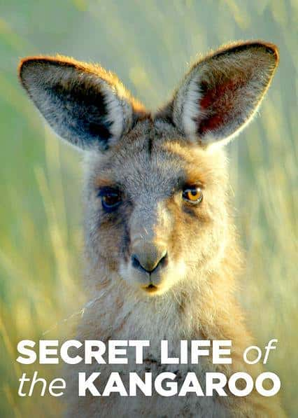 ¼Ƭ һ / Secret Life of the Kangaroo-720P/1080PѸ