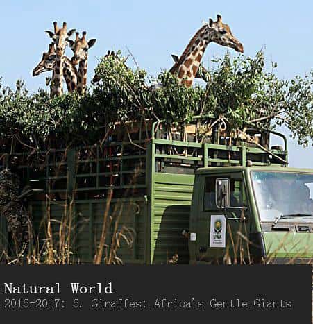 ¼Ƭ¹޵ / Natural World - Giraffes: Africa's Gentle Giants-Ѹ