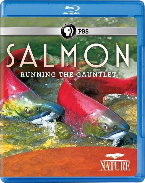纪录片《鲑鱼：历尽艰辛 / Salmon: Running the Gauntlet》-高清完整版网盘迅雷下载