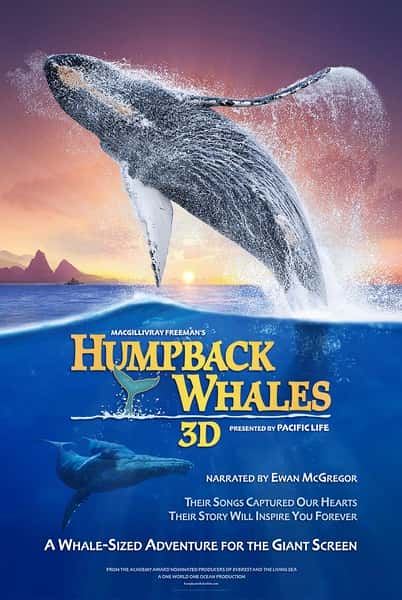 探索频道纪录片《座头鲸 / Humpback Whales》-高清完整版网盘迅雷下载