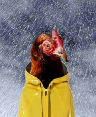 ¼Ƭݼ˽ һ / The private life of chickens-Ѹ