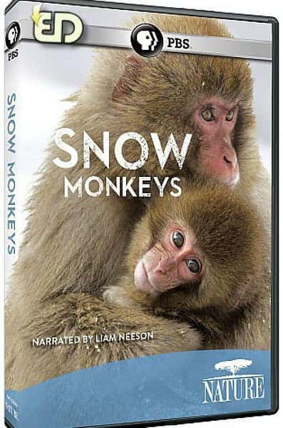 ¼ƬѩԳ / Nature snow monkeys-Ѹ