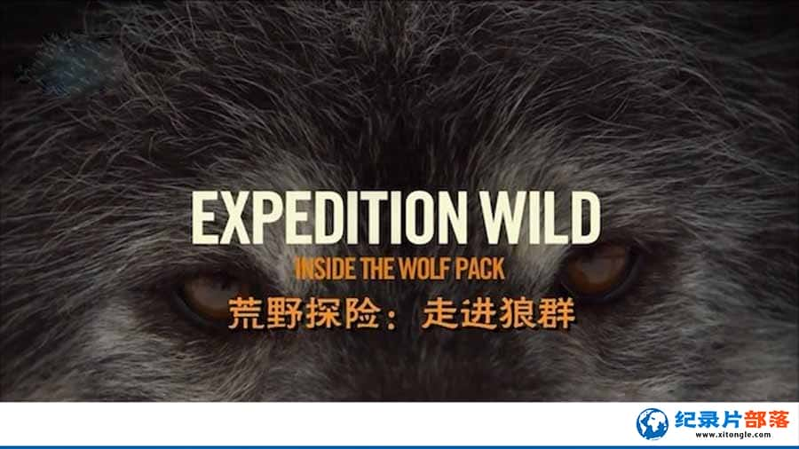 Ȼ̬¼ƬҰ߽֮̽Ⱥ Expedition Wild:Inside The Wolf Packȫ1  վ-Ѹ