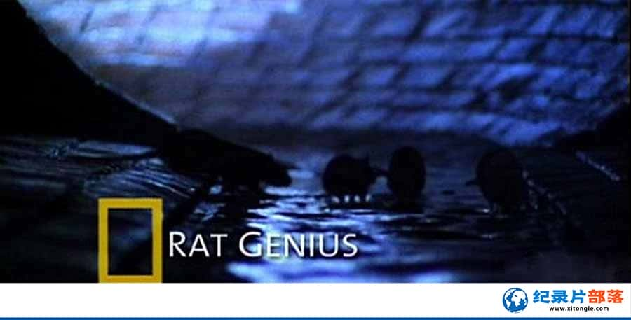 ҵо¼Ƭ Rat Geniousȫ1  /MKV/331M-Ѹ