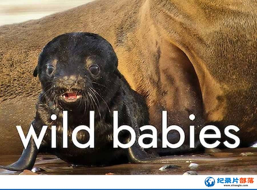 NetflixȻ̬¼ƬҰﱦ Wild Babies1ȫ8  -Ѹ