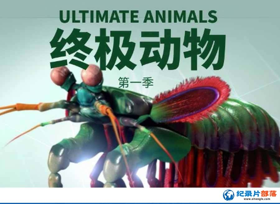 ҵо¼Ƭռ Ultimate Animals1ȫ6  /-Ѹ