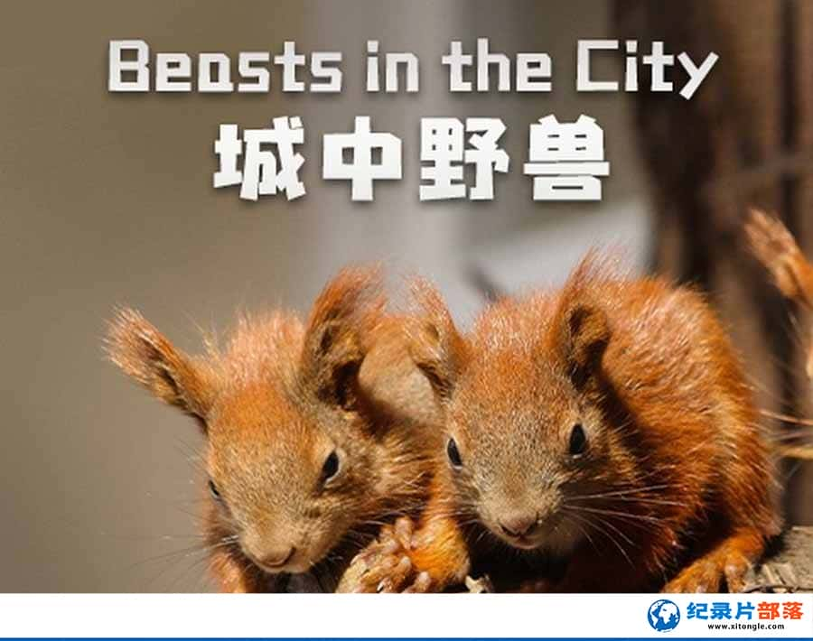 ̬¼ƬҰ Beasts in the Cityȫ1-Ѹ