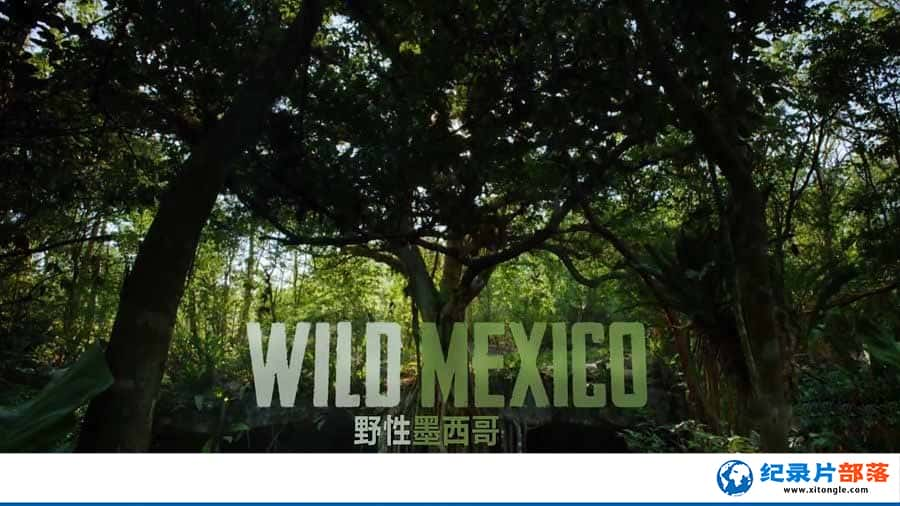 ¼ƬҰī Wild Mexico-