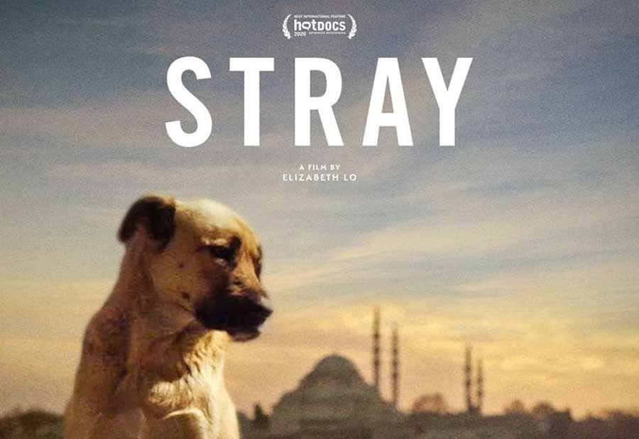 ¼Ƭ; Stray-