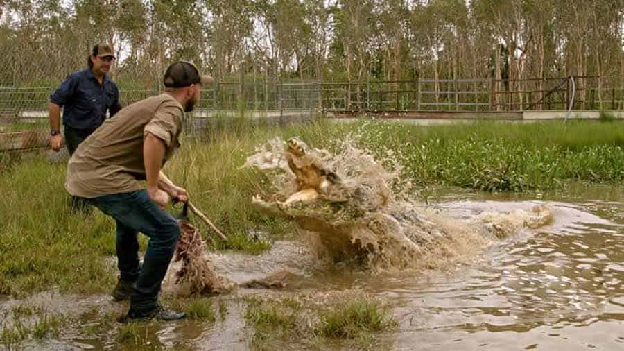 ¼ƬҰ Wild Croc Territory-