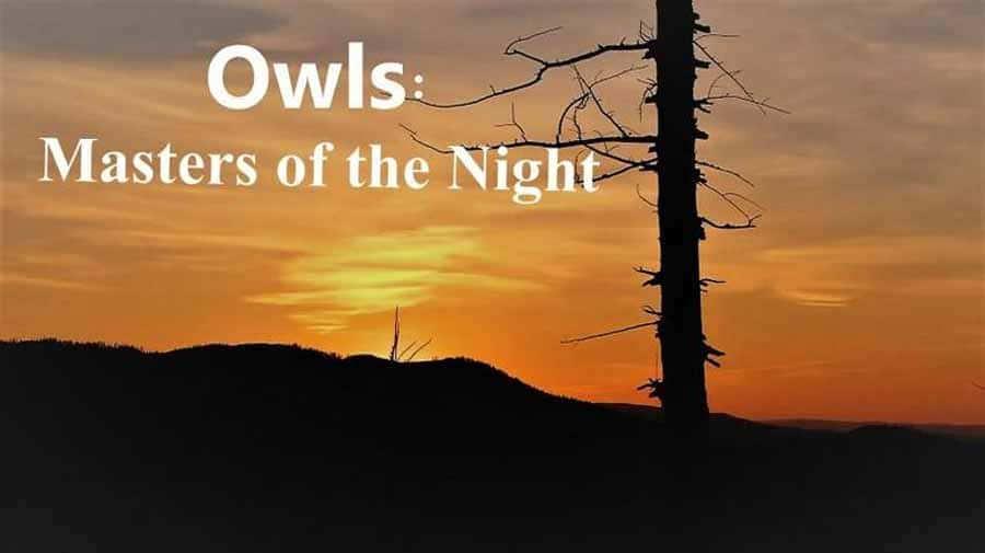 ¼Ƭèͷӥ ҹʦ Owls: Masters of the Night-