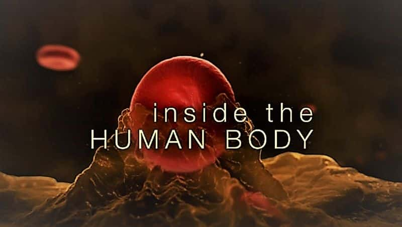 ¼Ƭڲһ/Inside the Human Body: Series 1-Ļ