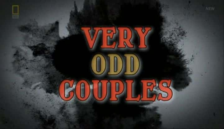 ¼Ƭǳֵİ/Very Odd Couples-Ļ