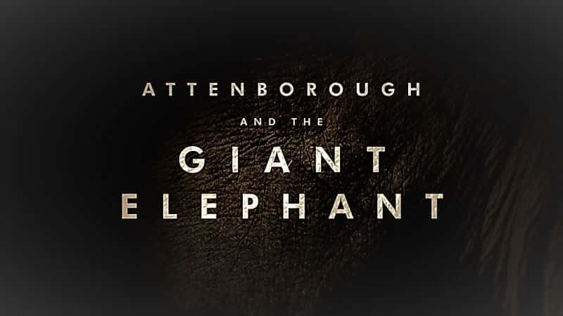 ¼Ƭ/Attenborough and the Giant Elephant-Ļ