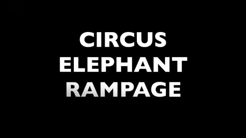 ¼ƬϷŴ󱩶/Circus Elephant Rampage-Ļ