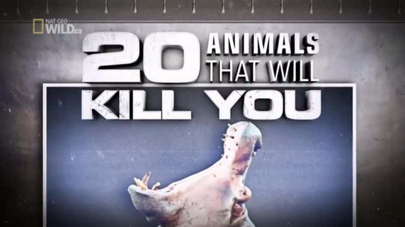 ¼Ƭɱ20ֶ/20 Animals That Will Kill You-Ļ