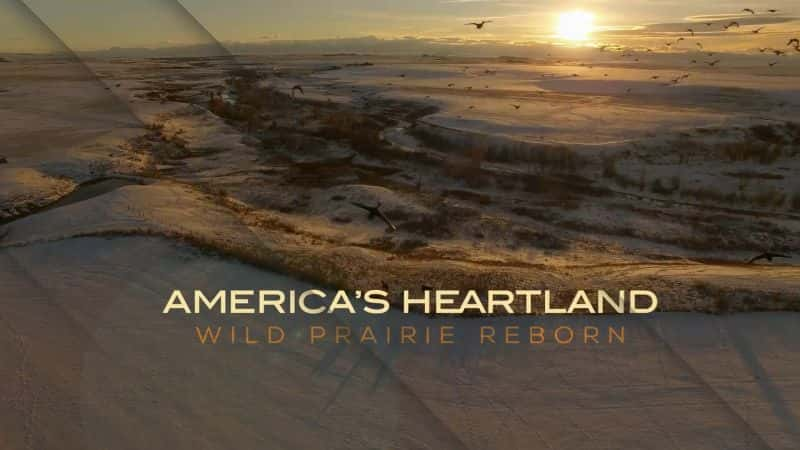 ¼ƬвҰԣҰĸ/Americas Heartland Wild Prairie Reborn-Ļ