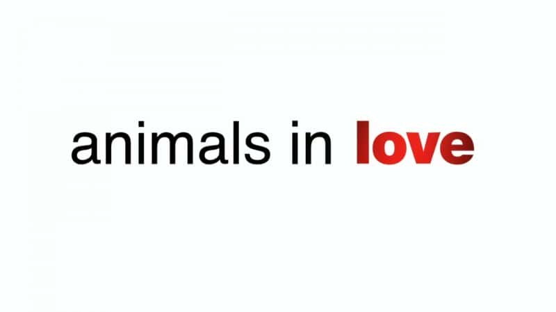 ¼Ƭ֮İ/Animals in Love-Ļ