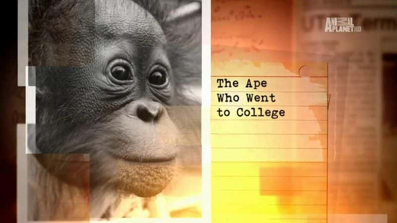 ¼ƬȥϴѧԳ/The Ape Who Went To College-Ļ