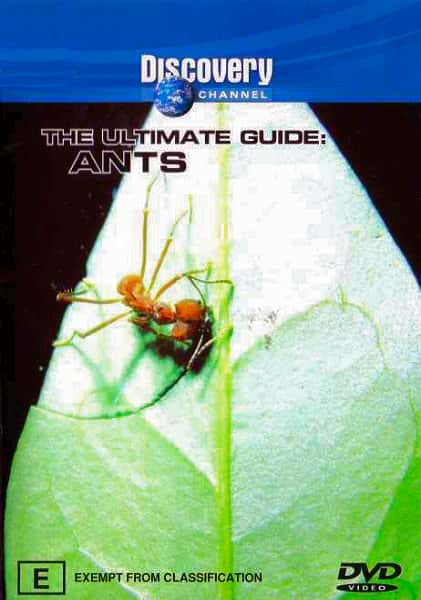 ¼Ƭ/Ants-Ļ