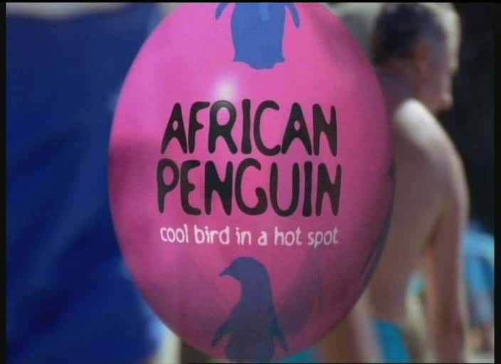 ¼Ƭ/African Penguin-Ļ