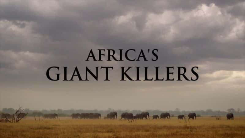 ¼Ƭ޵ľɱ/Africa's Giant Killers-Ļ