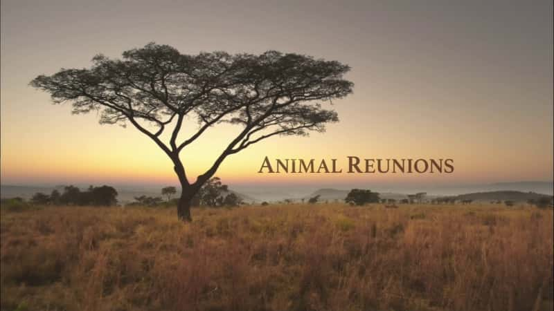 ¼Ƭط/Animal Reunions-Ļ