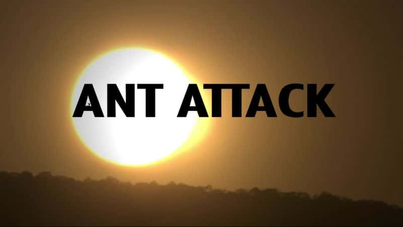 ¼ƬϮ/Ant Attack-Ļ