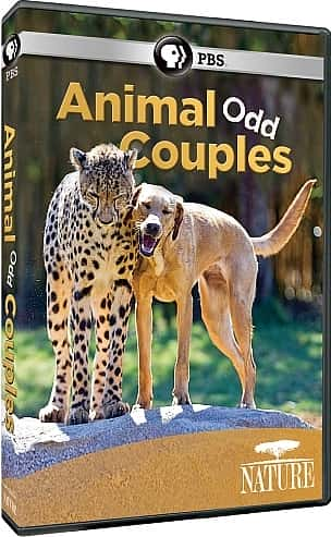 ¼ƬصĶ/Animal Odd Couples-Ļ