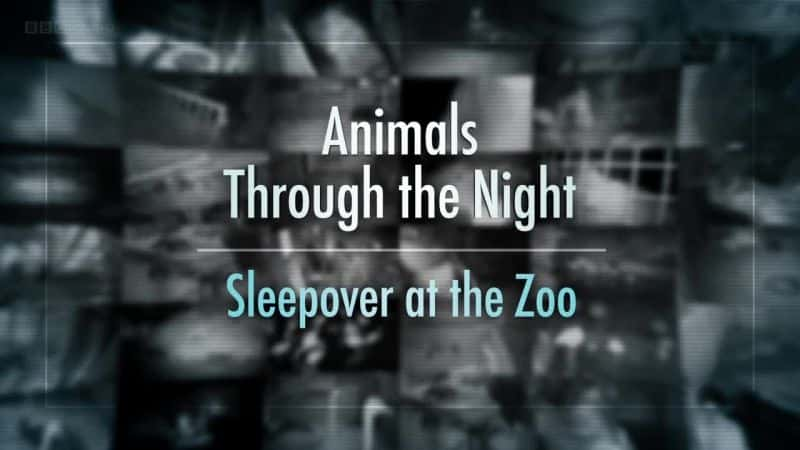 ¼ƬҹУڶ԰ҹ/Animals Through the Night: Sleepover at the Zoo-Ļ