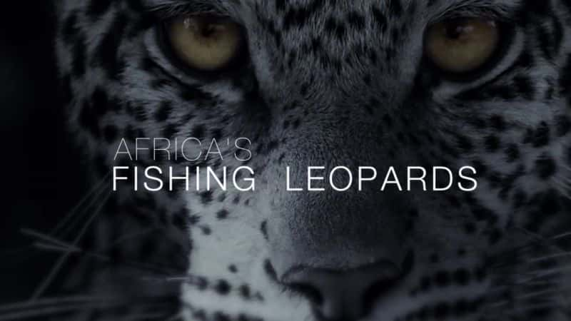 ¼Ƭ޵Ĳ㱪/Africa's Fishing Leopards-Ļ