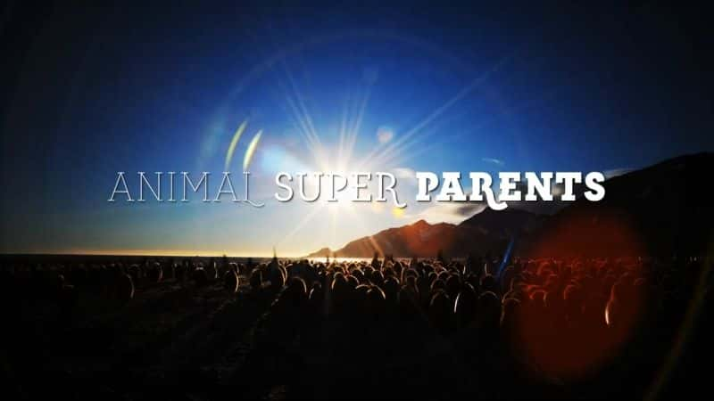 ¼Ƭﳬĸһ/Animal Super Parents: Series 1-Ļ