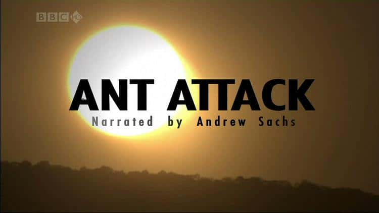 ¼ƬϮ/Ant Attack-Ļ