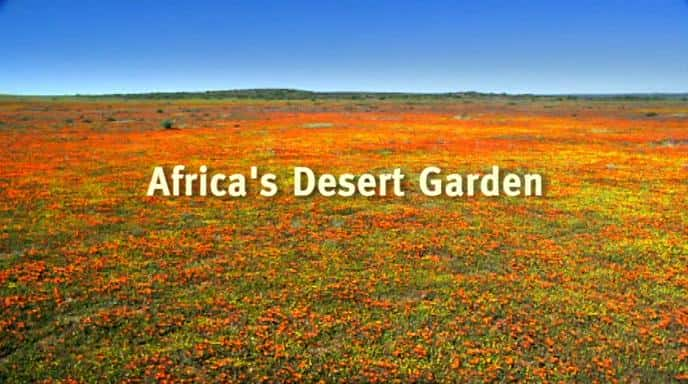 ¼Ƭ޵ɳĮ԰/Africa's Desert Garden-Ļ