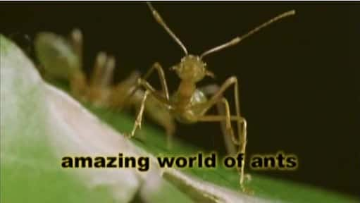 ¼Ƭ/Amazing World of Ants-Ļ