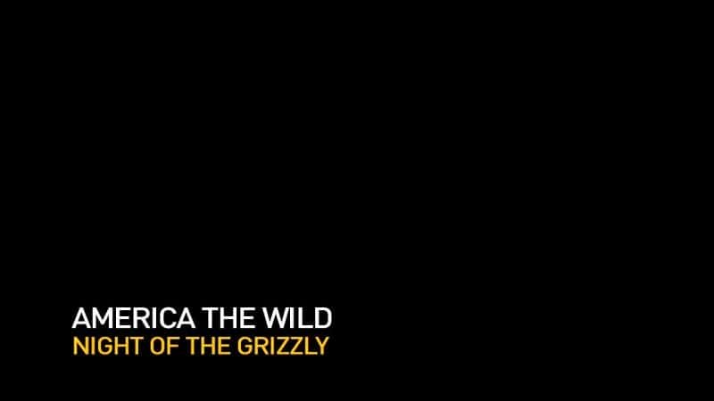 ¼ƬҰԣ֮ҹ/America the Wild: Night of the Grizzly-Ļ