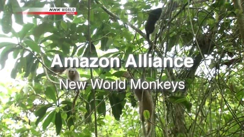 ¼Ƭѷˣ/Amazon Alliance: New World Monkeys-Ļ