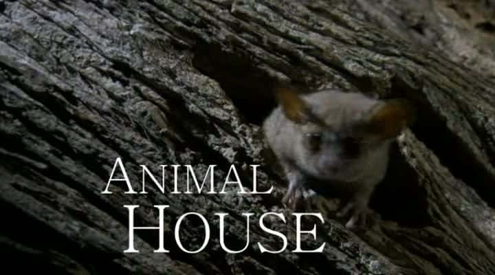 ¼Ƭ֮/Animal House-Ļ