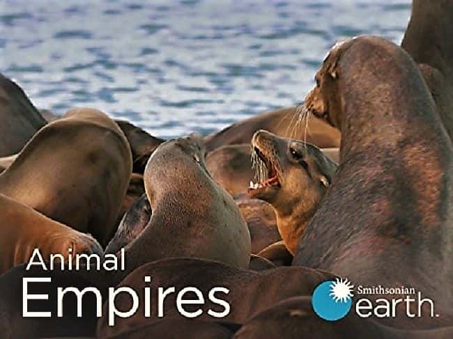 ¼Ƭ۹һ/Animal Empires: Series 1-Ļ