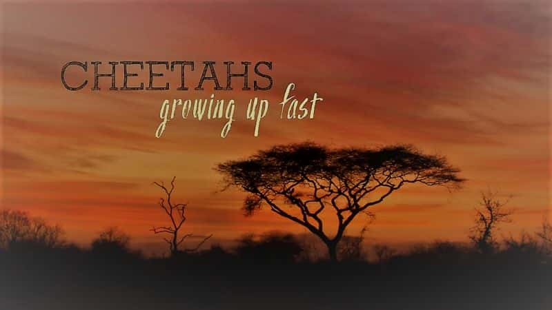 ¼ƬԱٳɳ/Cheetahs: Growing Up Fast-Ļ